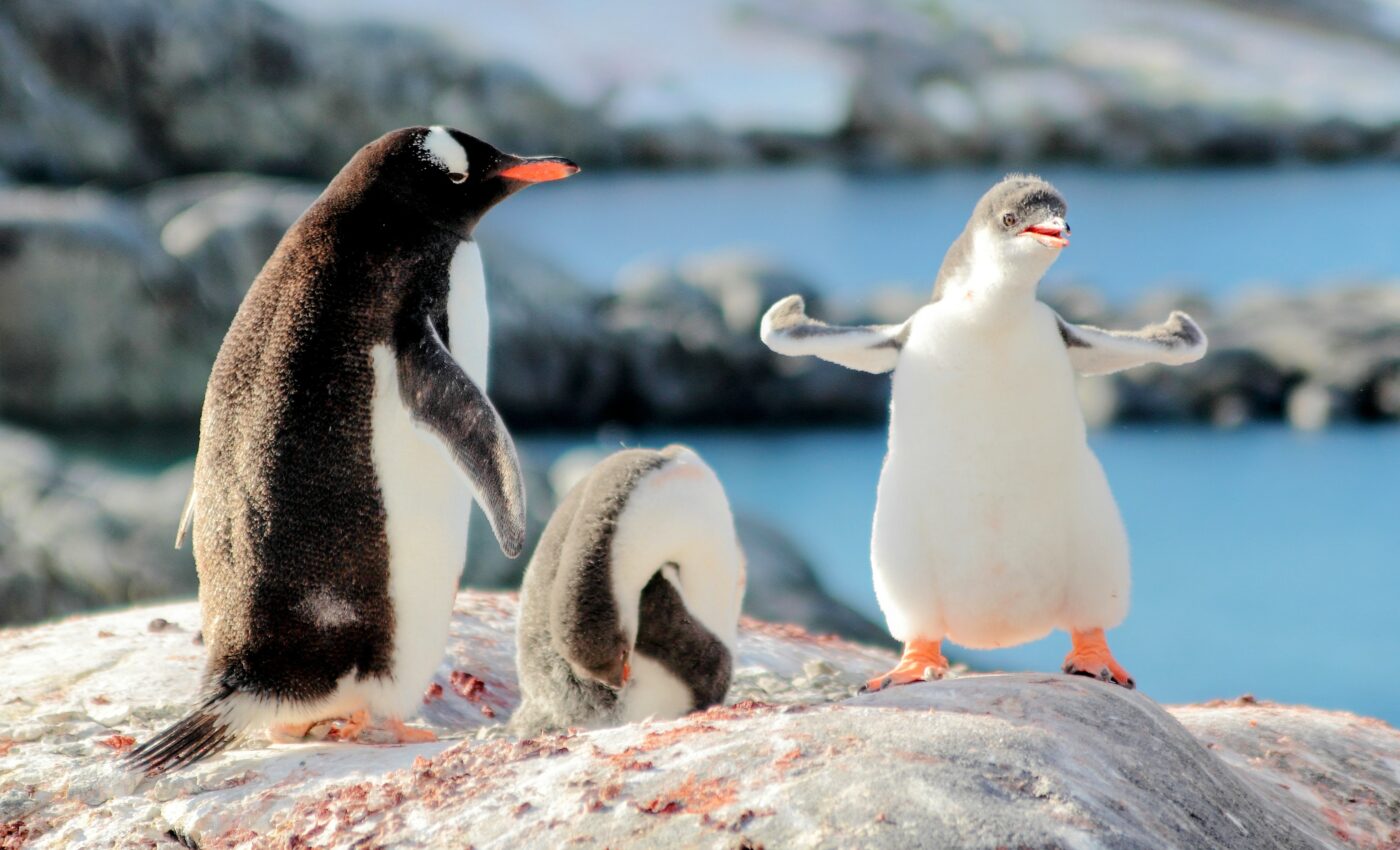 Soaring temperatures in Antarctica have scientists in shock