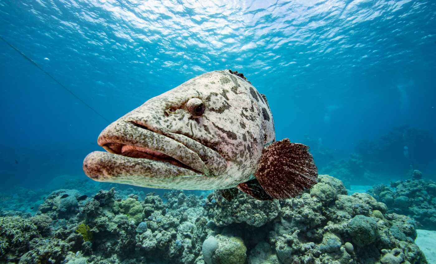 Marine organisms may adapt to climate change, but with hidden costs