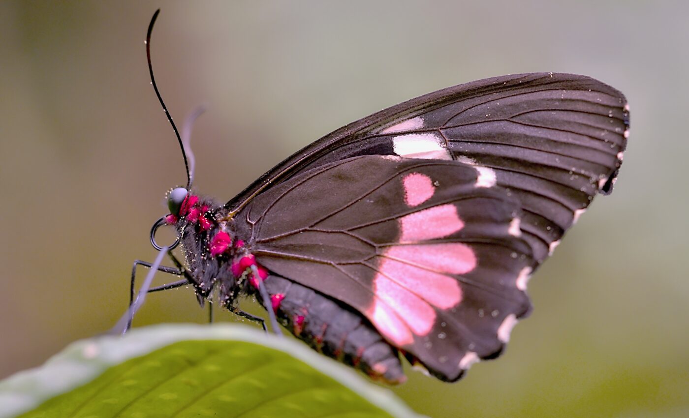 Insect wings inspire new method to kill bacteria on food