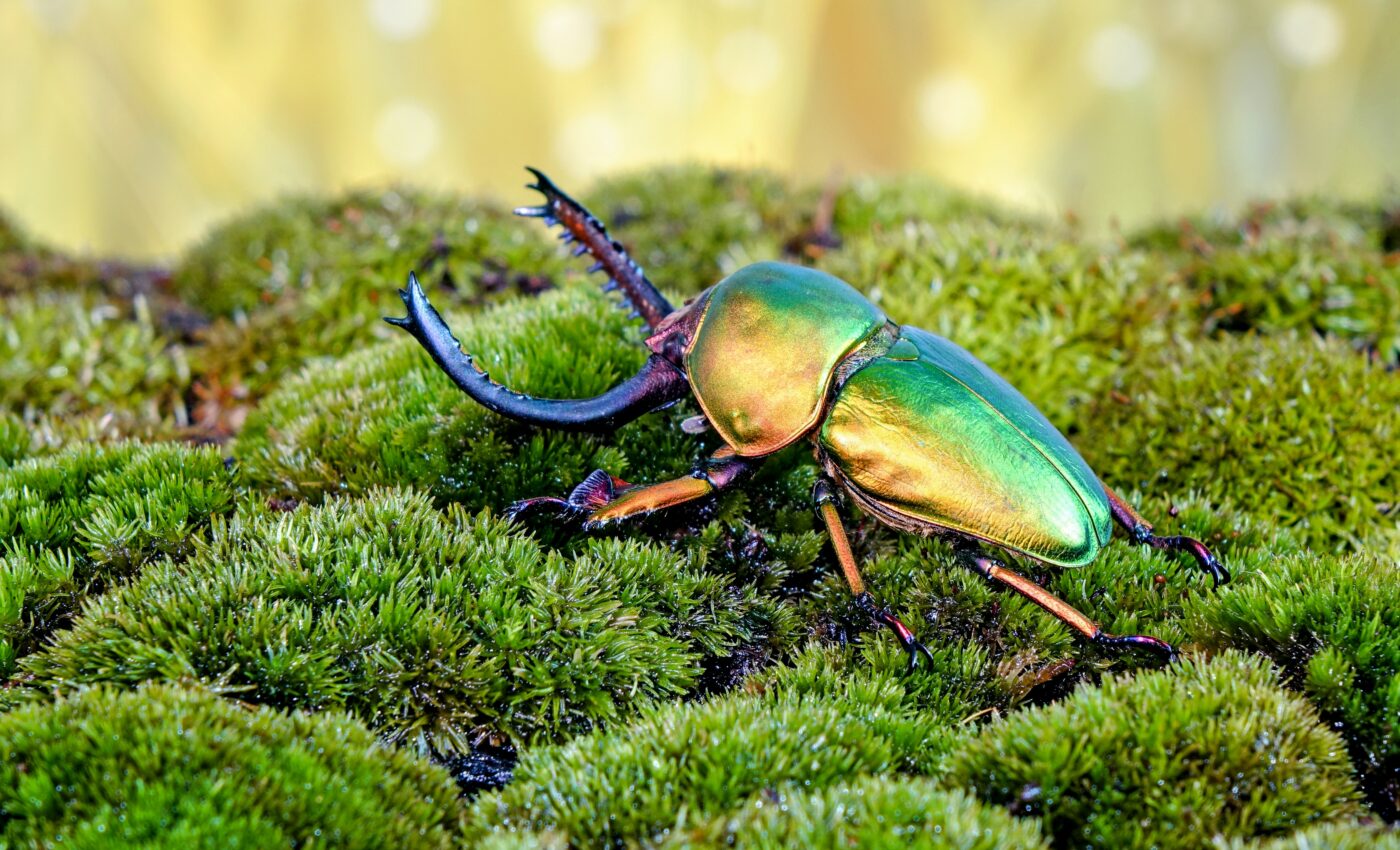 Reconstructing 300 million years of beetle evolution