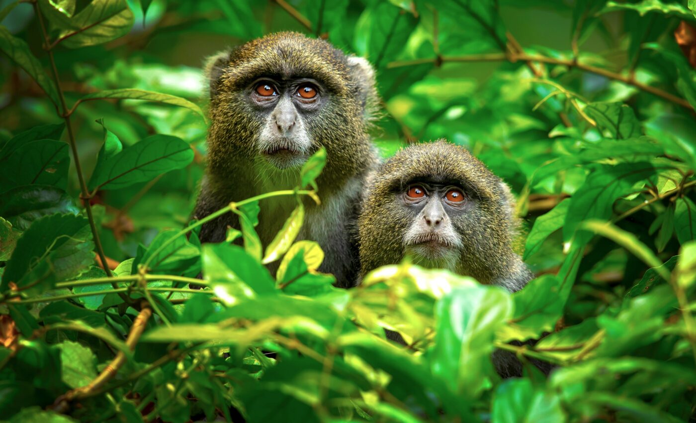 Experts identify 100 cases of humans passing disease to animals