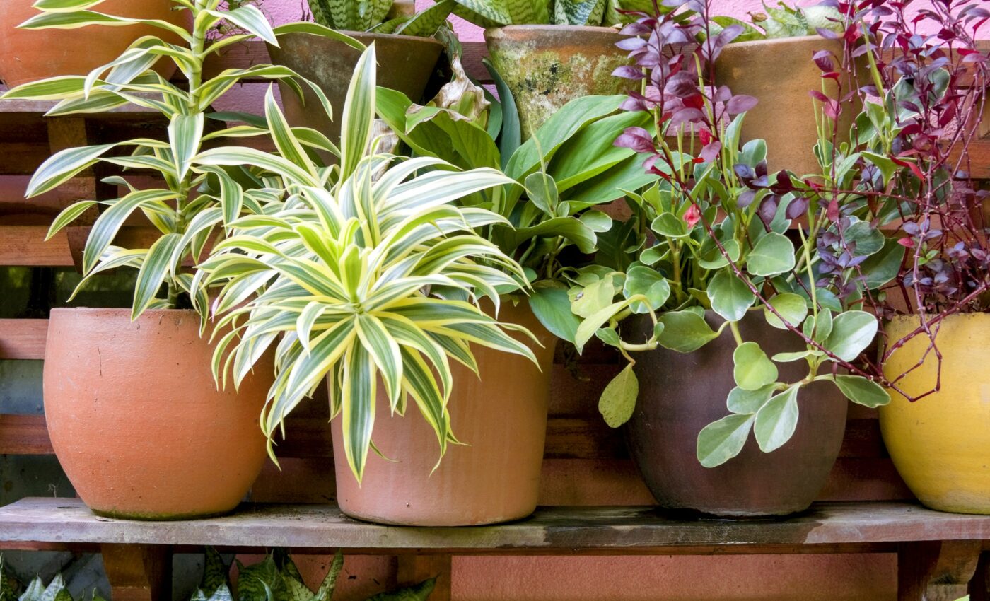 Plant-based omega-3s are beneficial for heart health