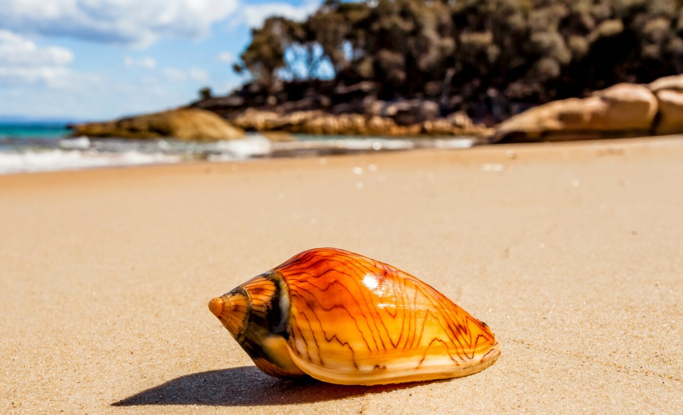Cone snail venom could be used to produce painkillers