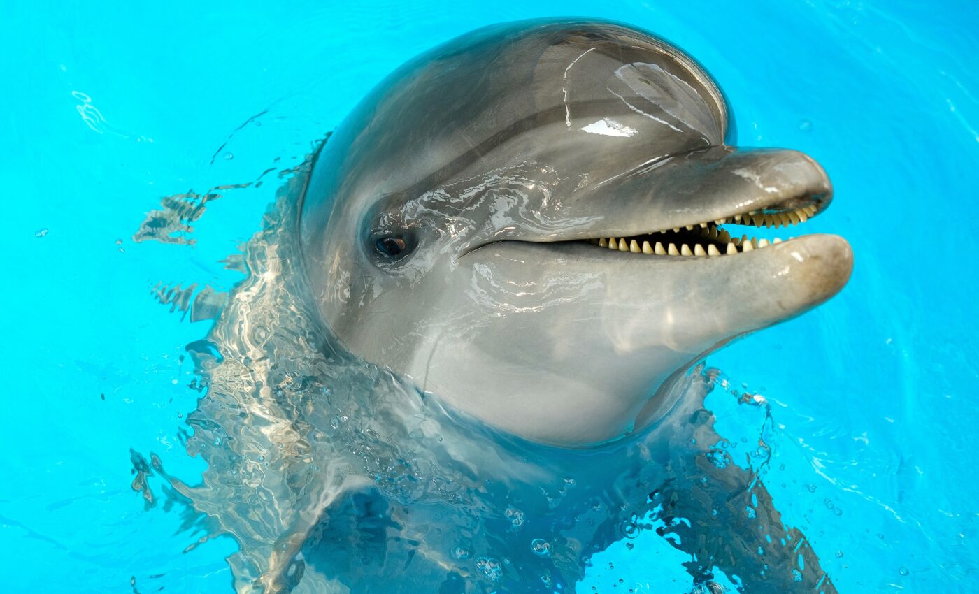 Male dolphins whistle to maintain social relationships
