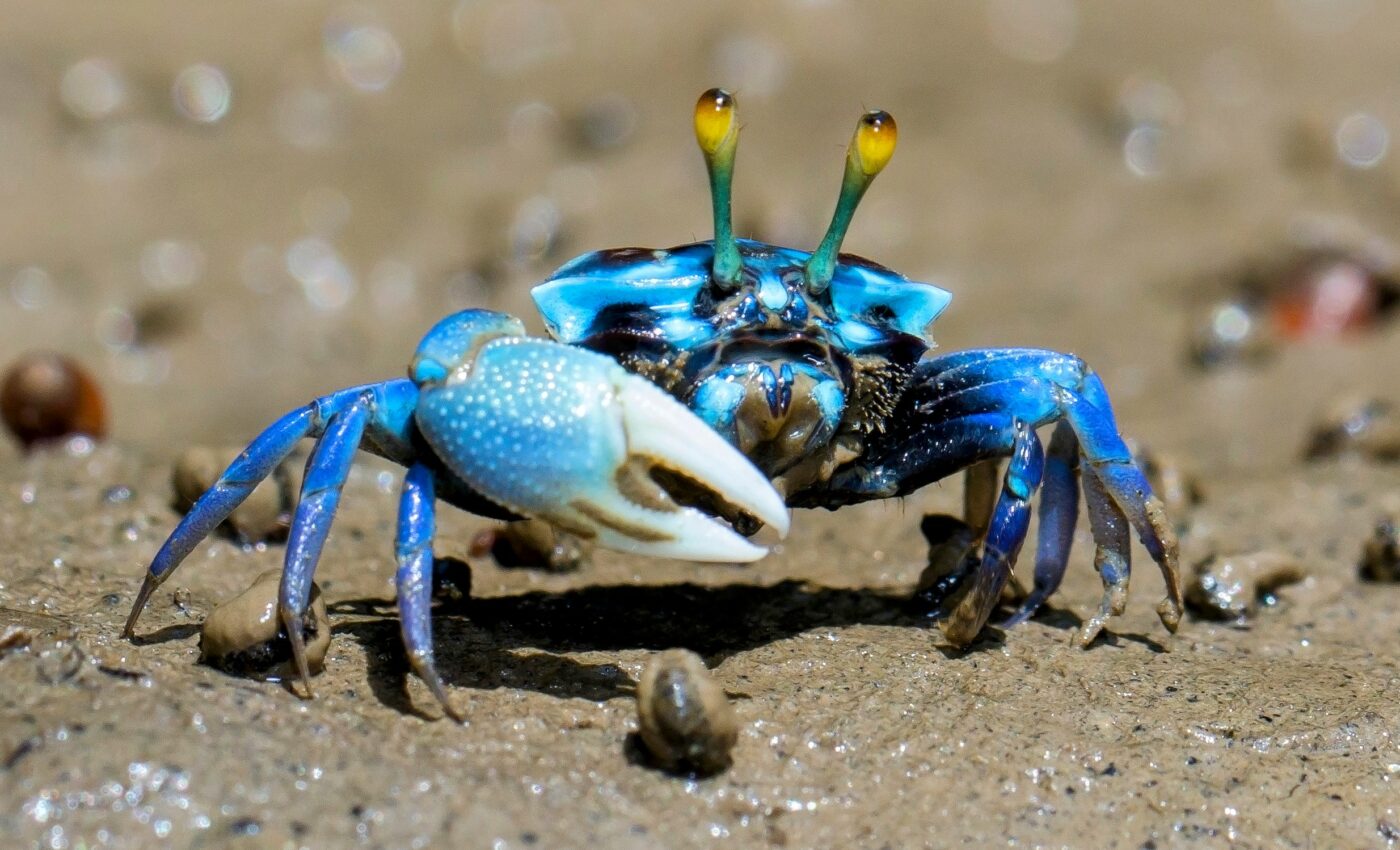 Do crabs and lobsters have emotions and feelings?