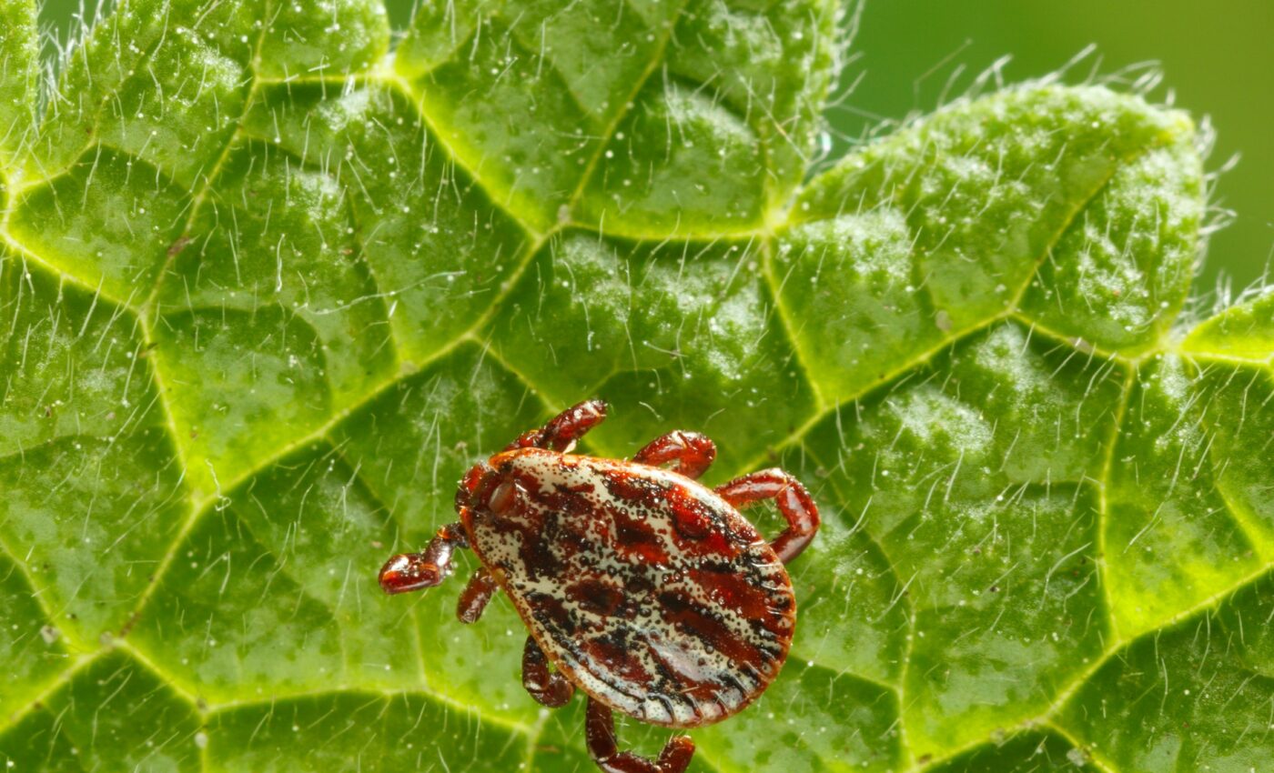 "Heartland virus" found in lone star ticks in Georgia