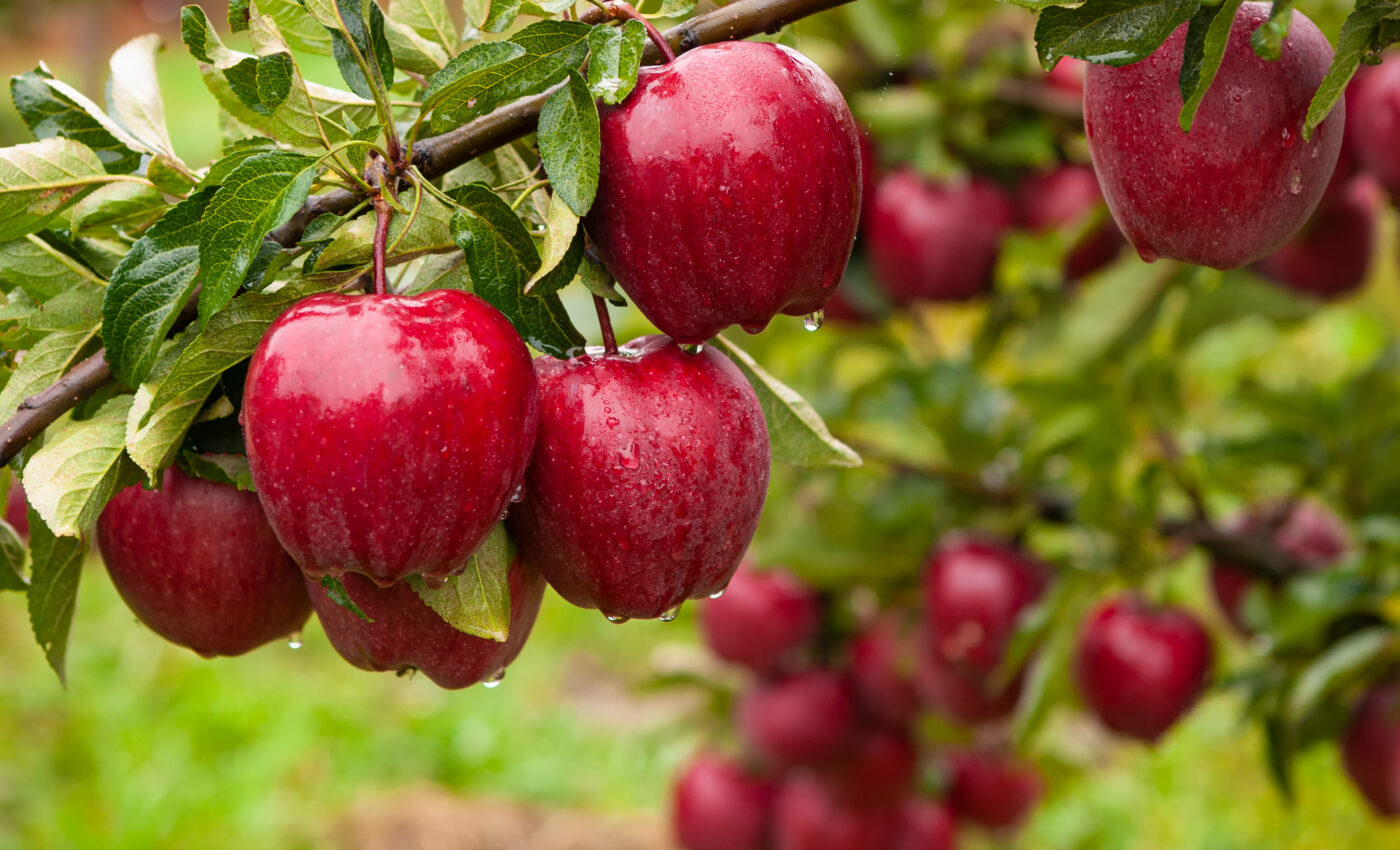 Modern apples are bigger and less acidic than their ancestors