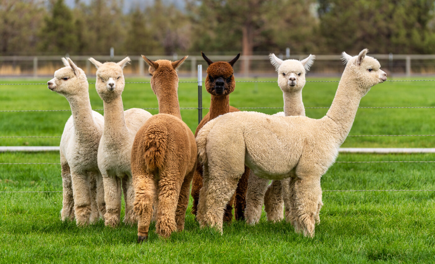 Alpaca nanobodies can neutralize coronavirus variants