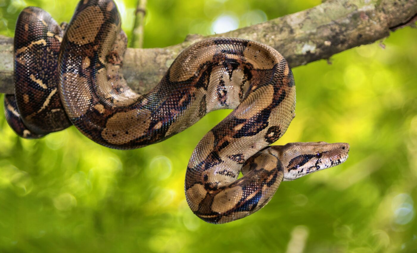 How boas keep themselves from suffocating while digesting dinner