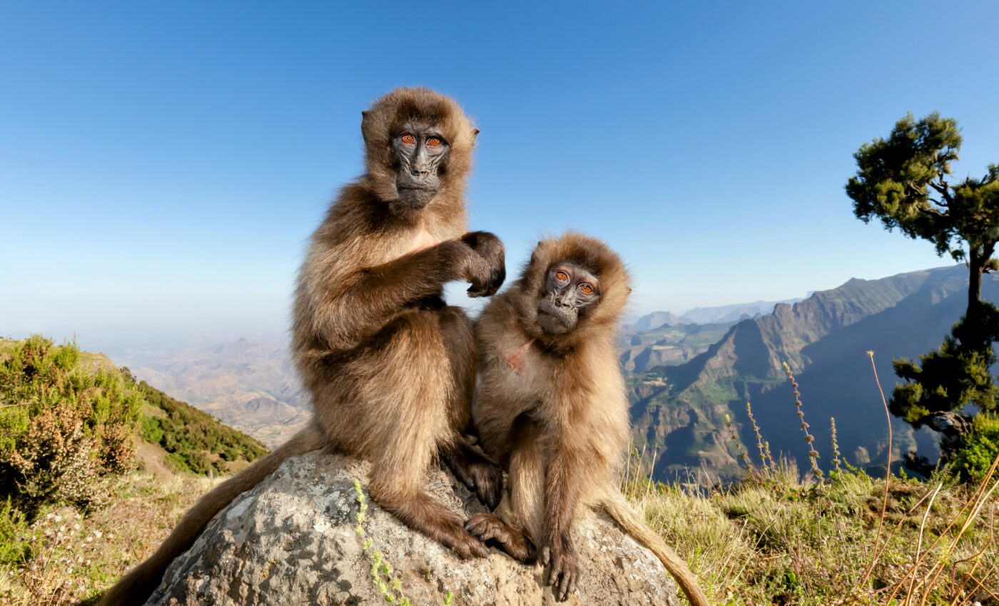 Gelada monkeys hold secrets of high altitude adaptation