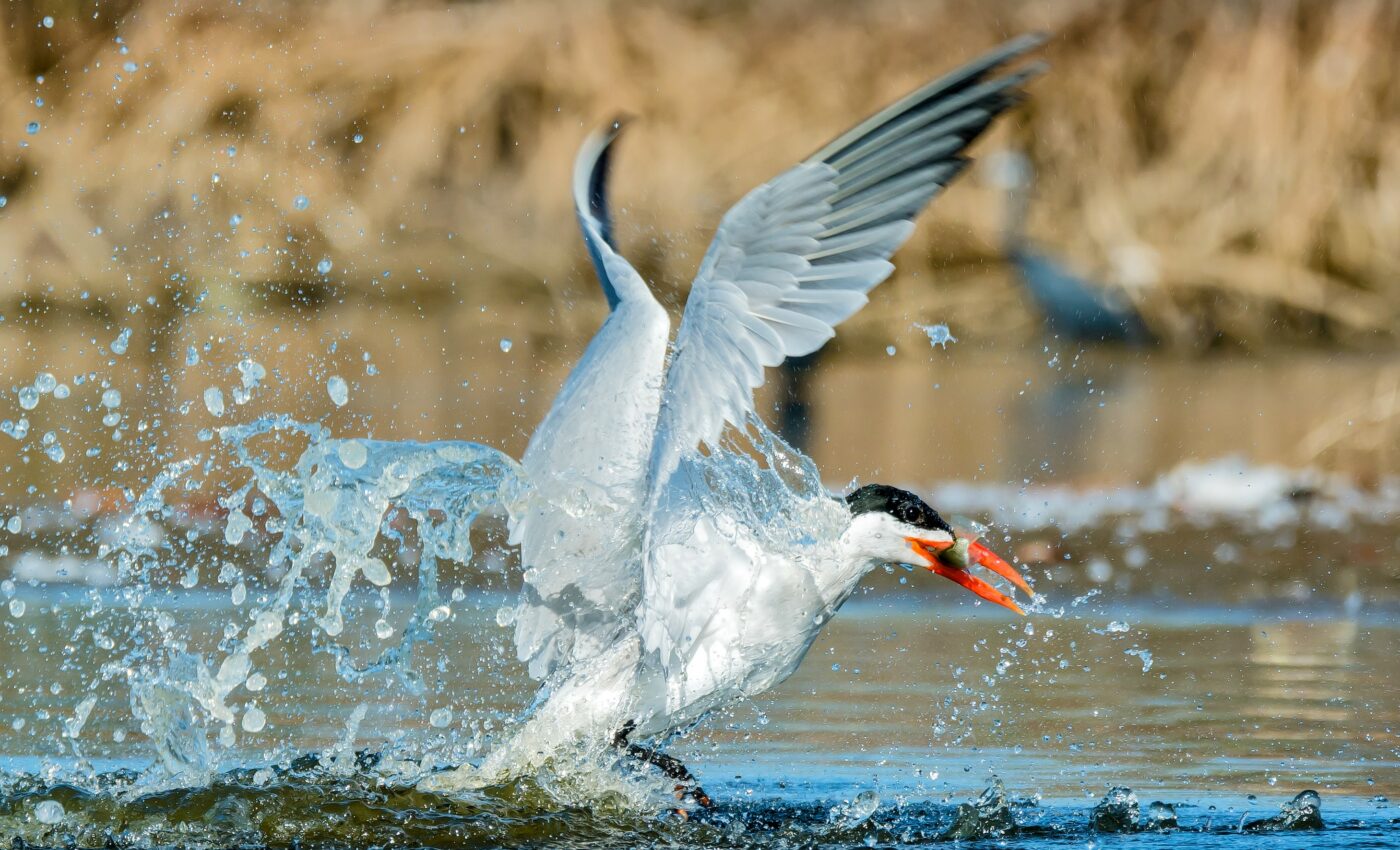 Dads lead young birds on their first migration
