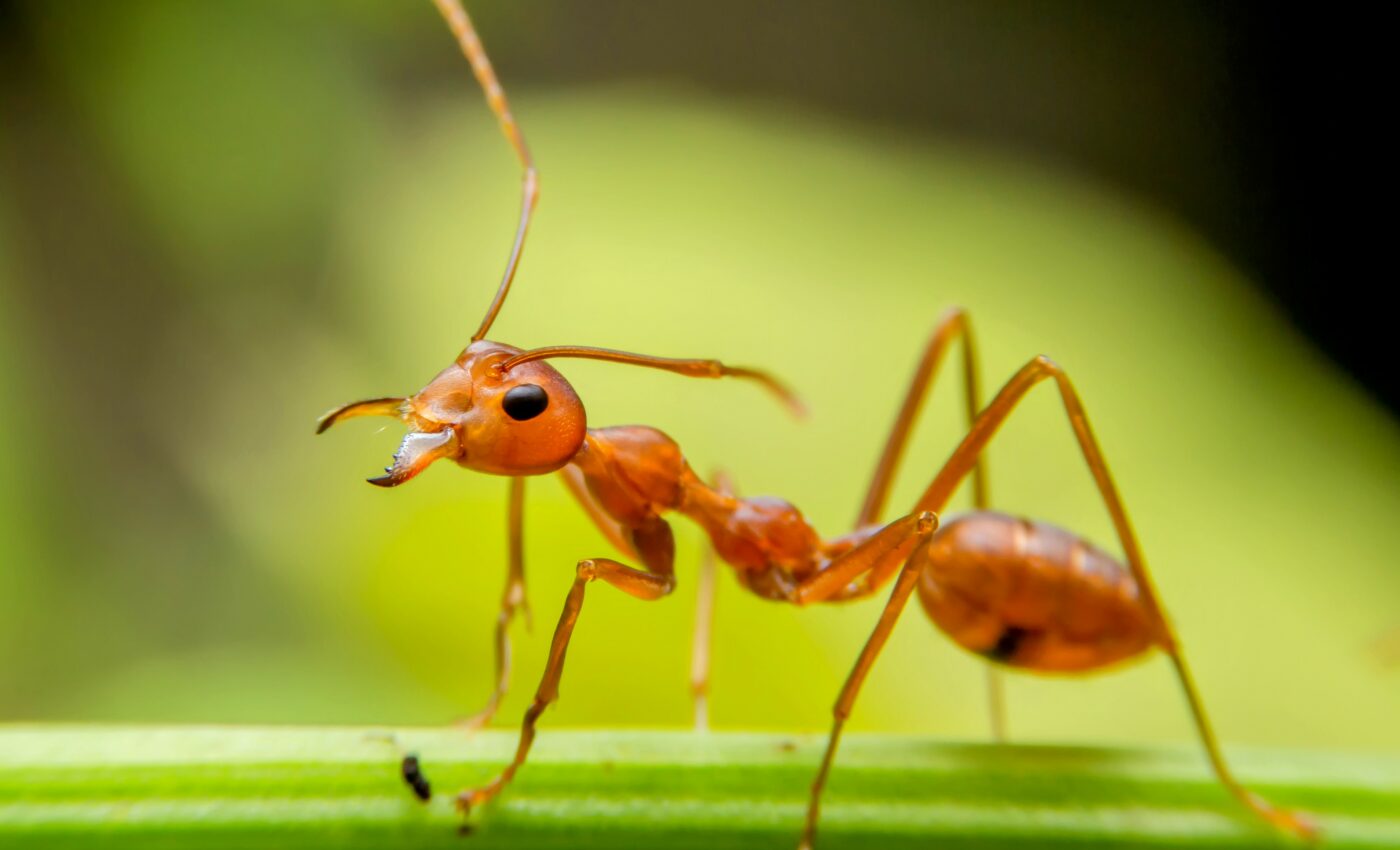 Crazy ants carry the key to their own population control