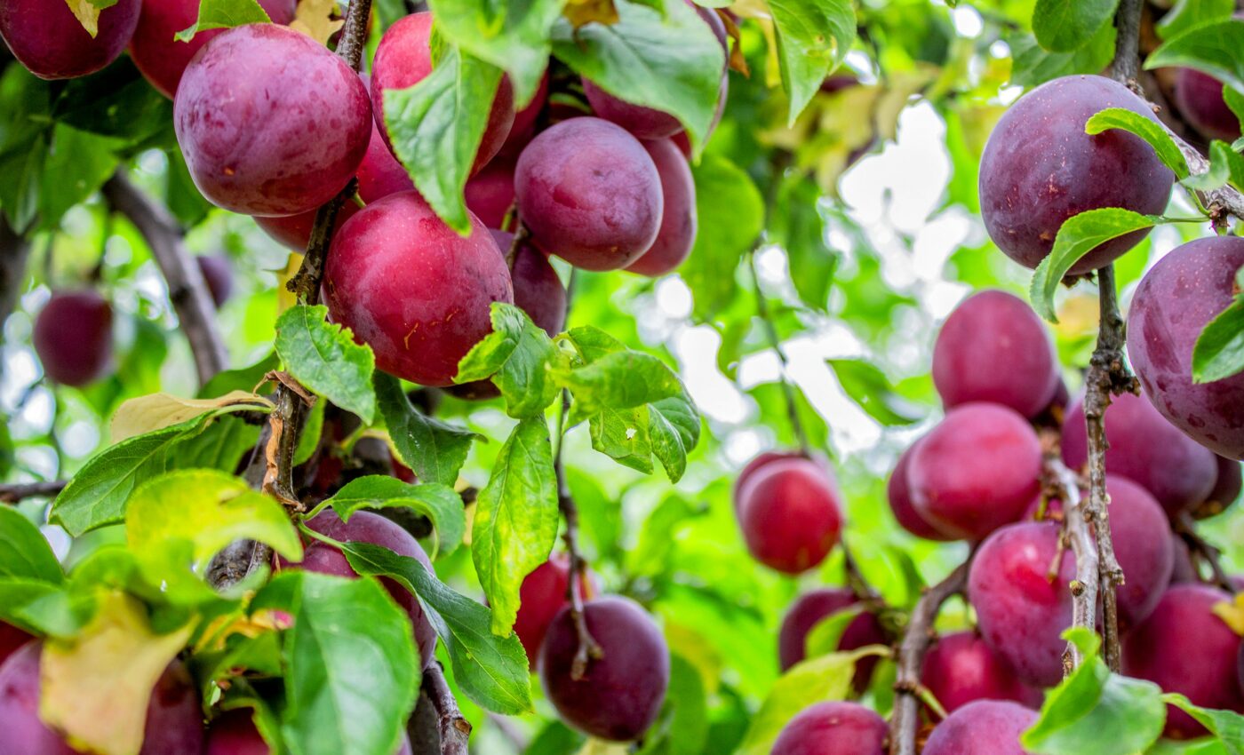 Eating prunes reduces the risk of hip fractures