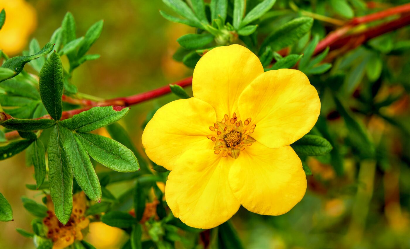 Invisible flower colors help plants survive