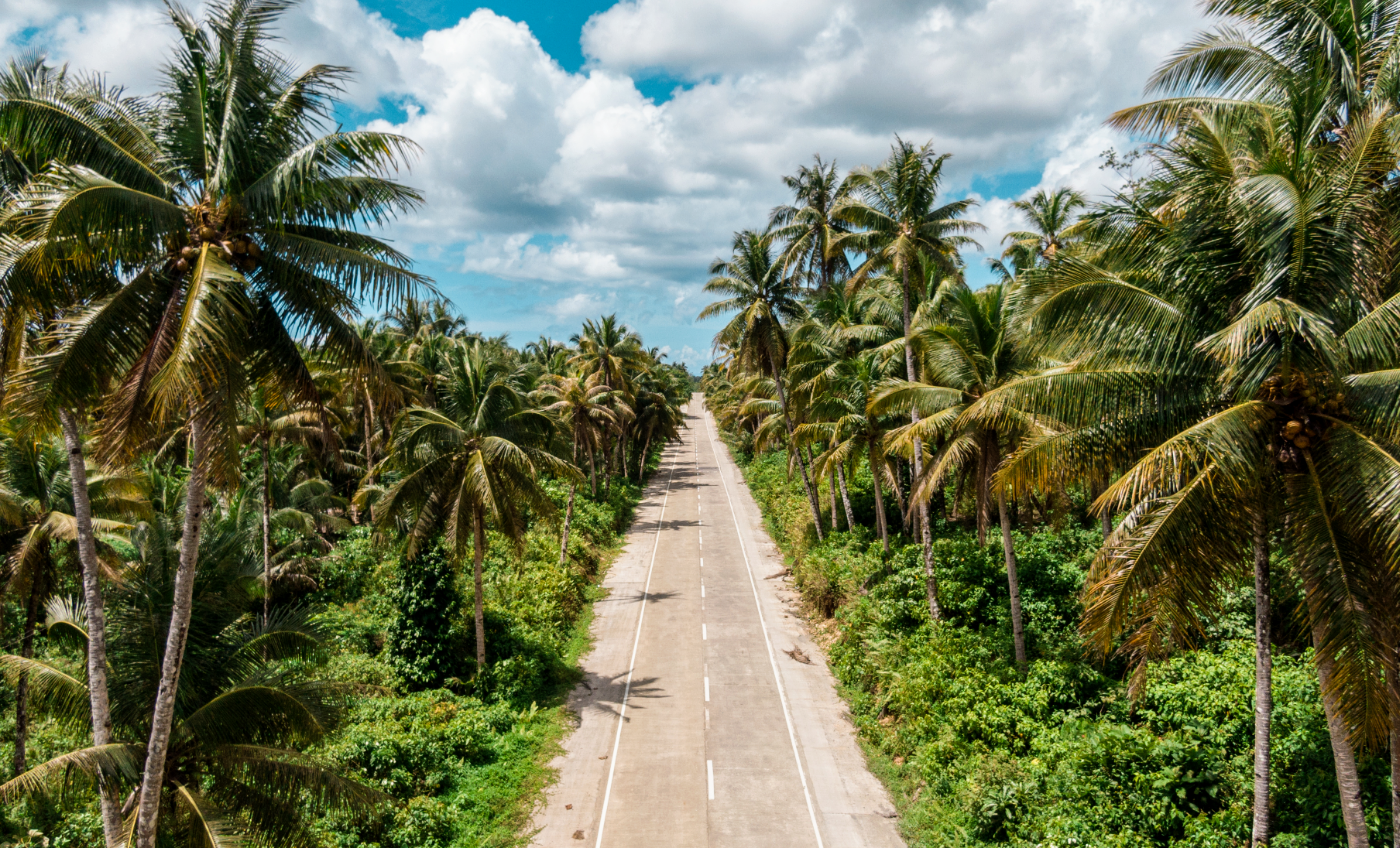 Palm trees in Peru could help save the environment