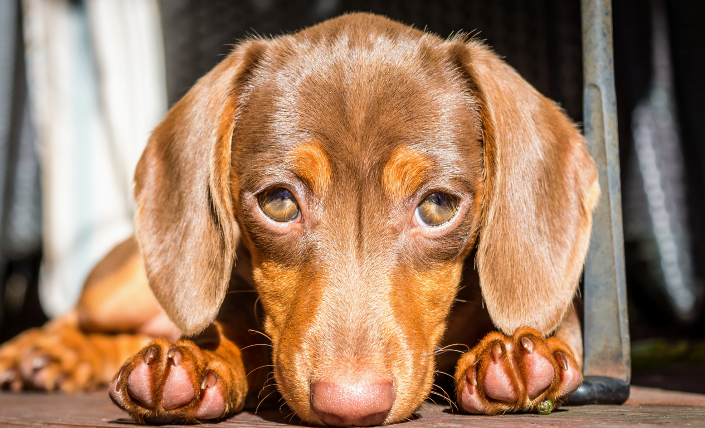 Puppy dog eyes emerged during domestication