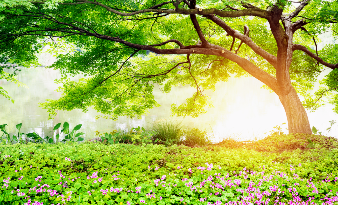 "Hidden” value of trees far exceeds their commercial value