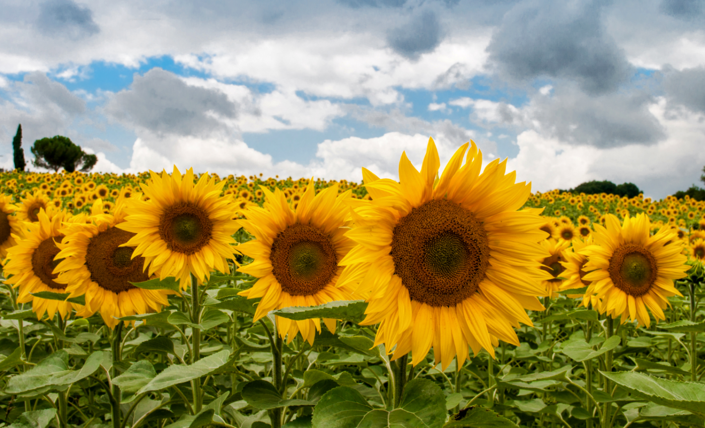 Can pollen protect pollinators from pathogens?