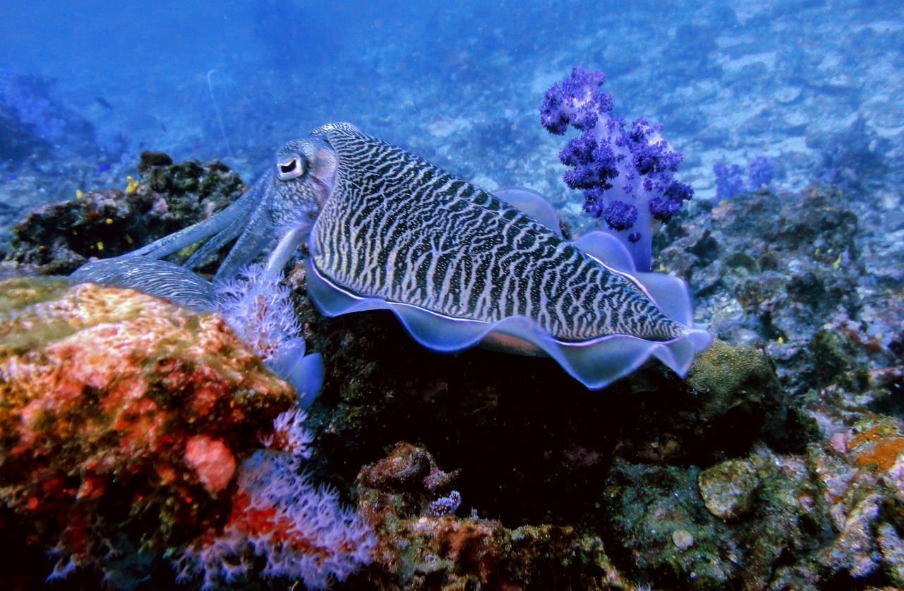 Squid have unexpected camouflage ability