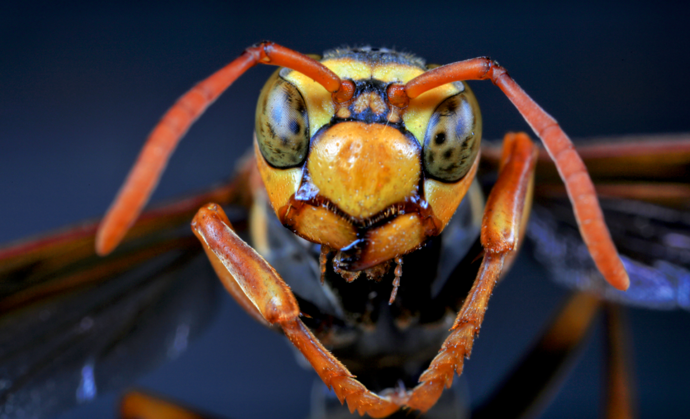 Social parasite bees fight to survive