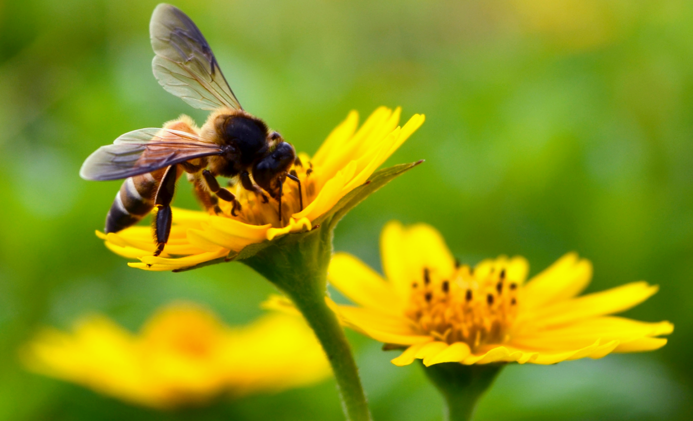 Breeding “cleaner” bees may stop varroa mites in their tracks