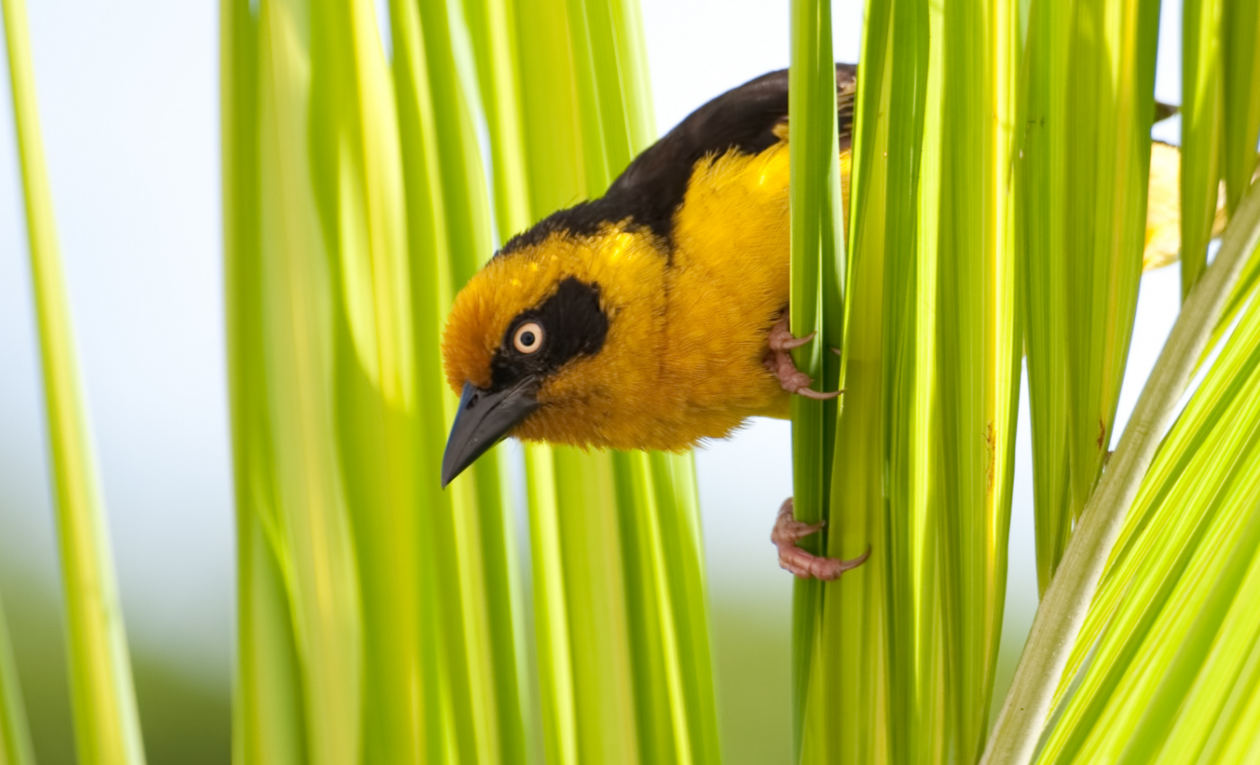 Diets of weaver birds are influenced by their social lives