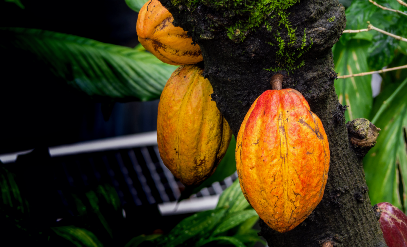 Cacao tree pollination remains a mystery
