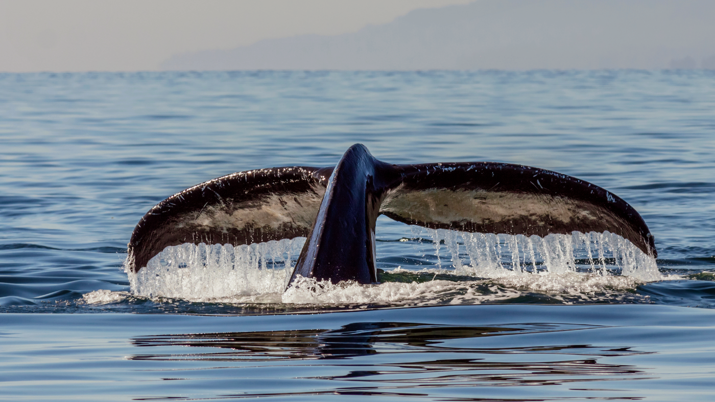 The modem ocean is a tough place for whales to survive