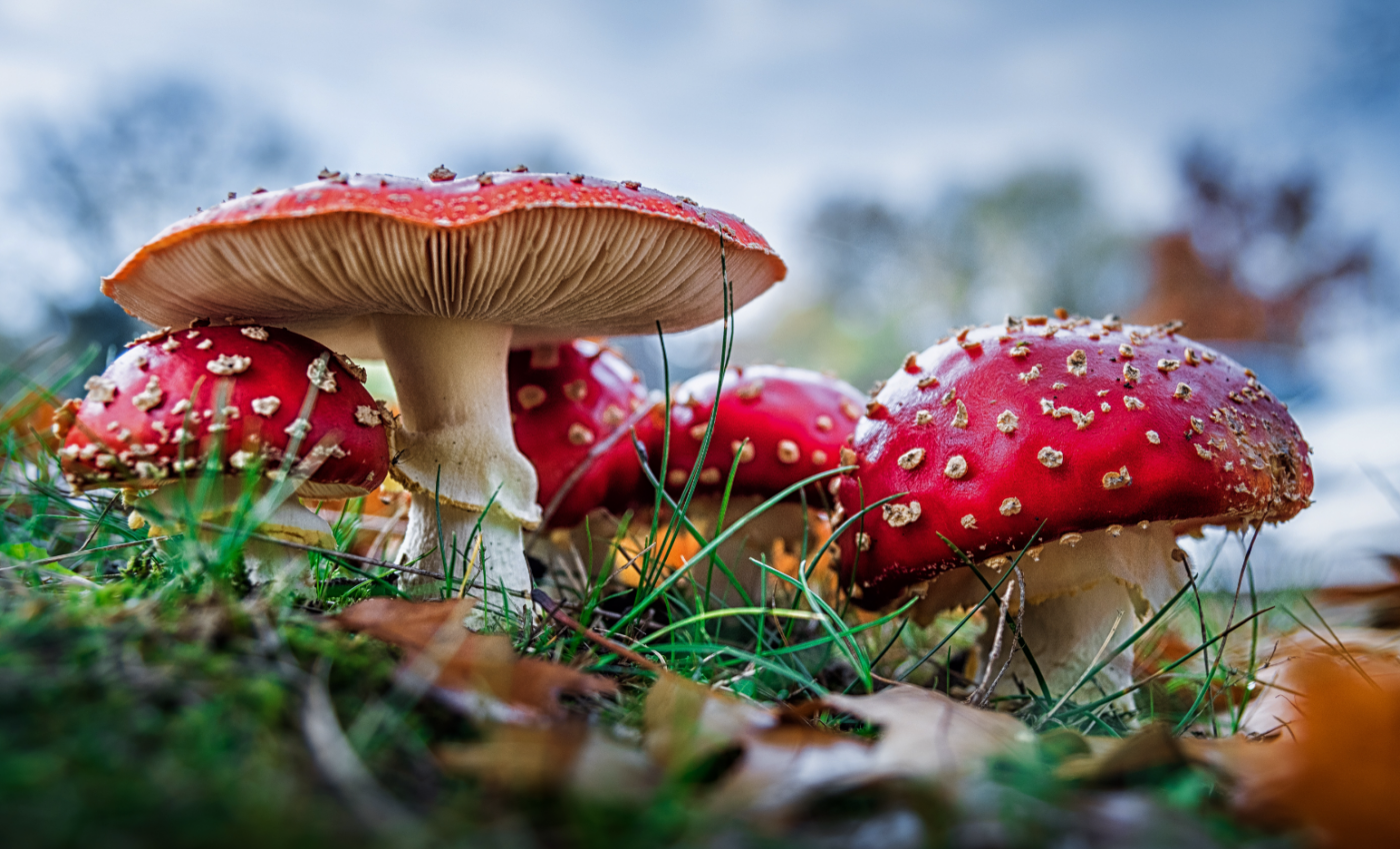 Fungi may communicate using up to 50 “words”