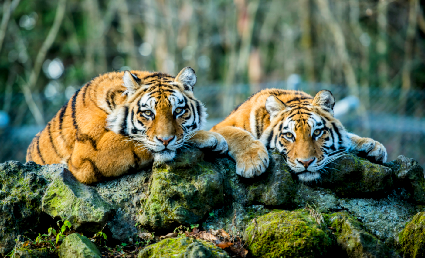 Mutations in animals shed new light on the process of aging