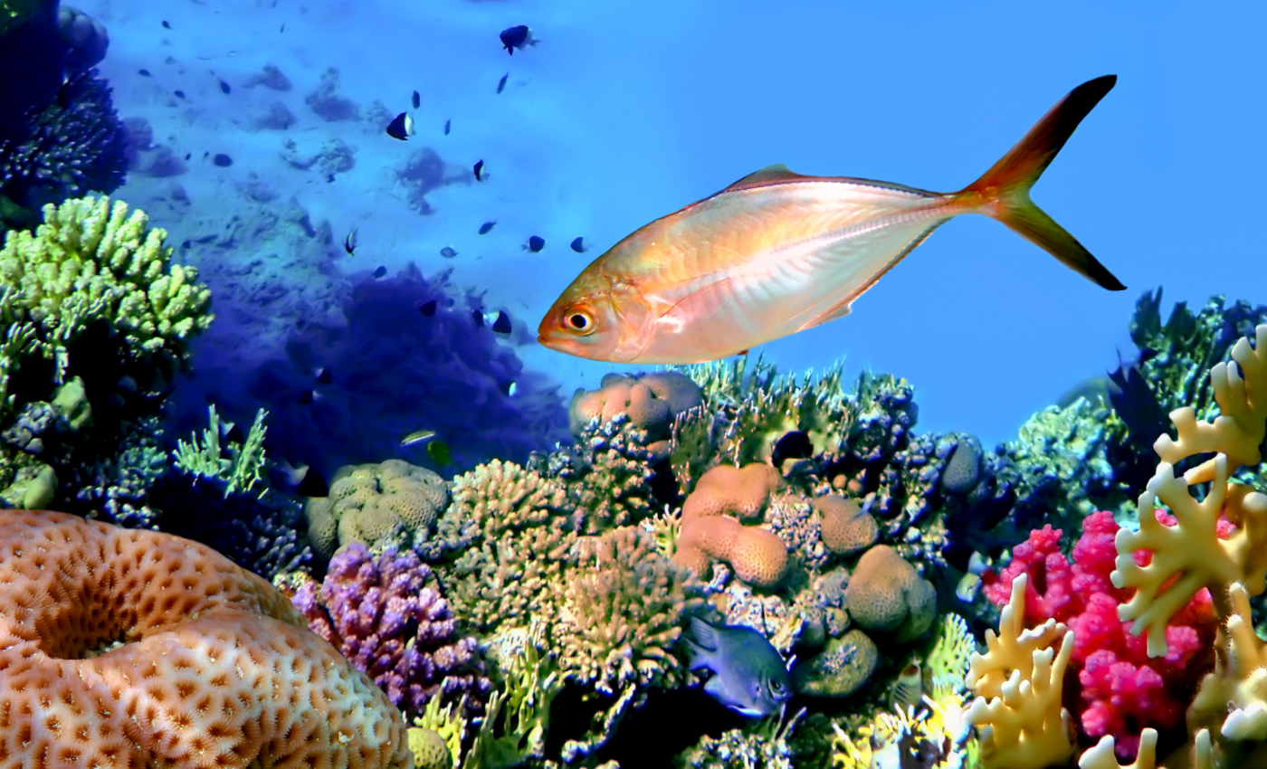 Without action, coral reefs could disappear in the next three decades