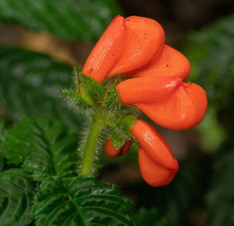 “Extinctus” wildflower is alive and well, but remains endangered