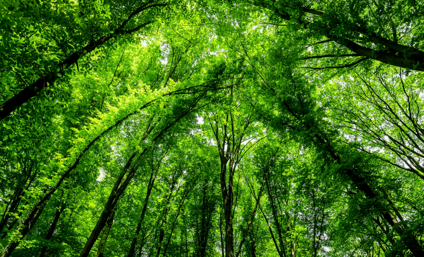 Changes in vegetation are a key driver of global temperatures