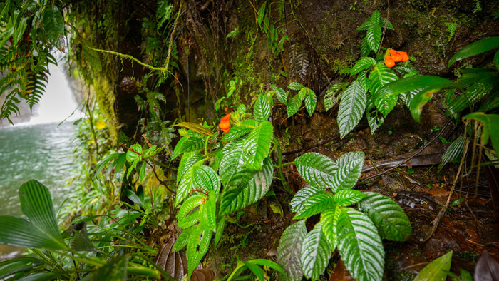 Back from the dead: Tropical plant rediscovered after 40 years