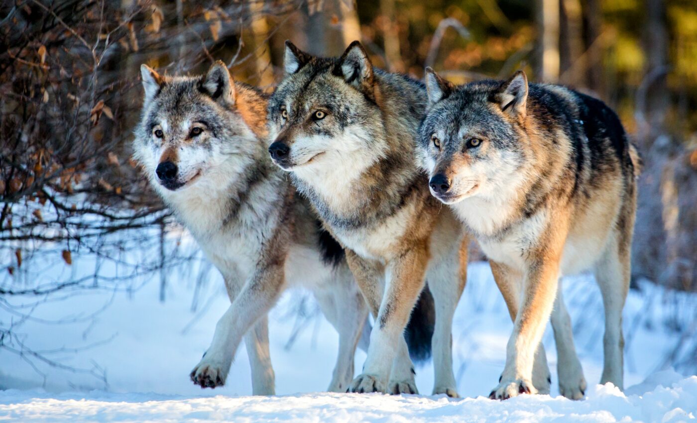 Wolves improve the genetic fitness of moose populations