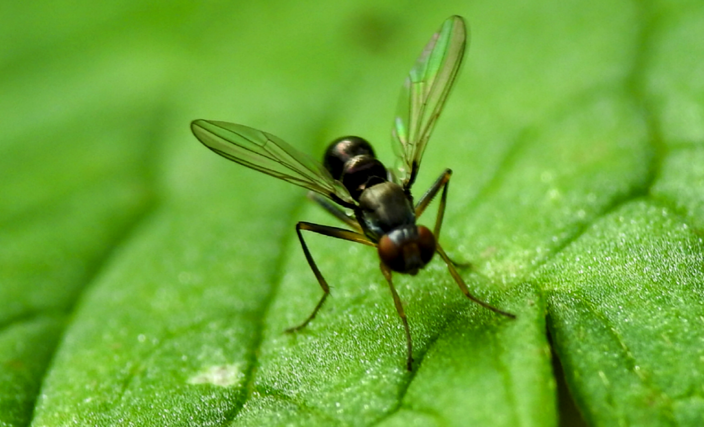 Birds and bats are eating midge flies that contain pesticides
