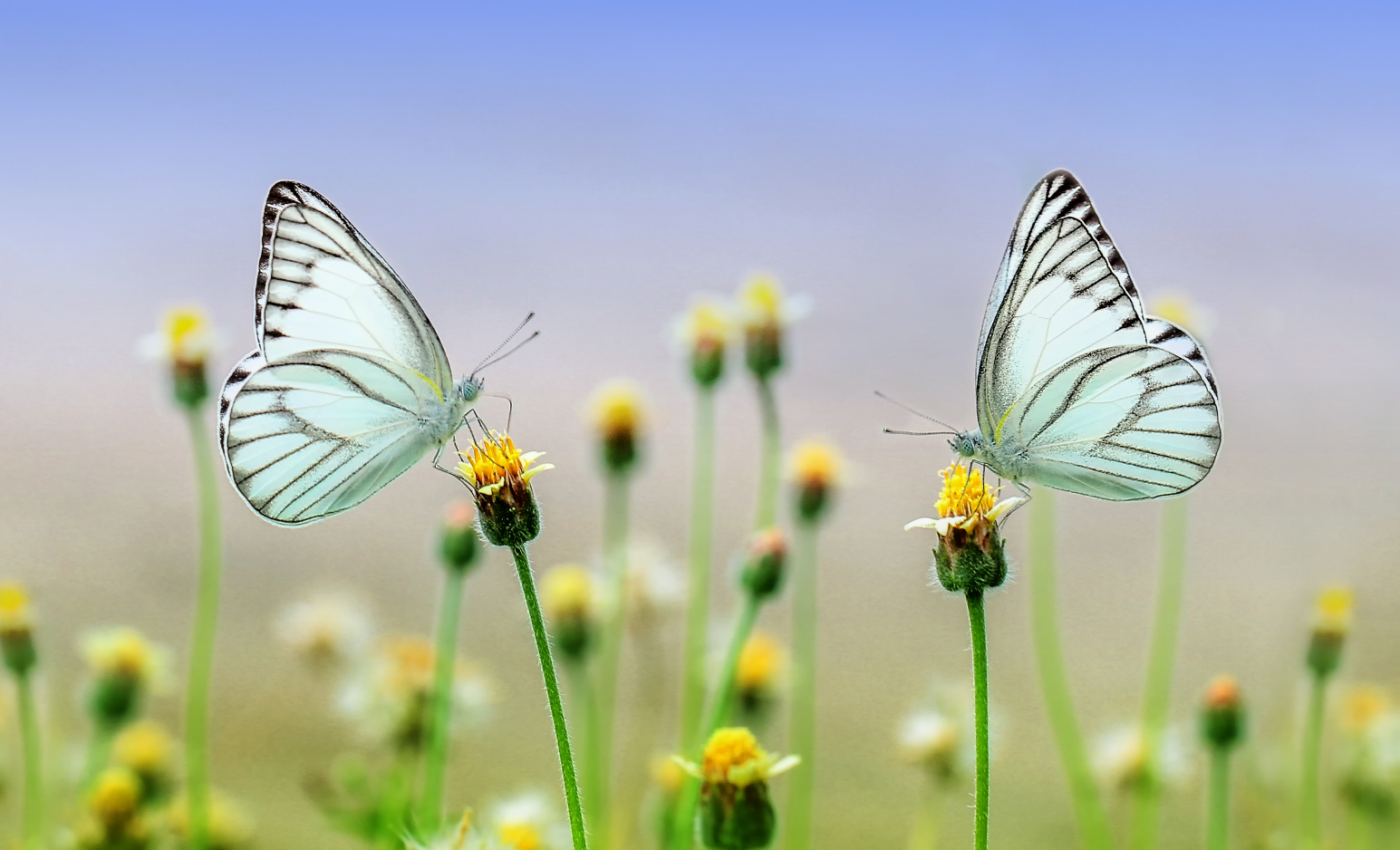 Biden administration restores a key environmental law