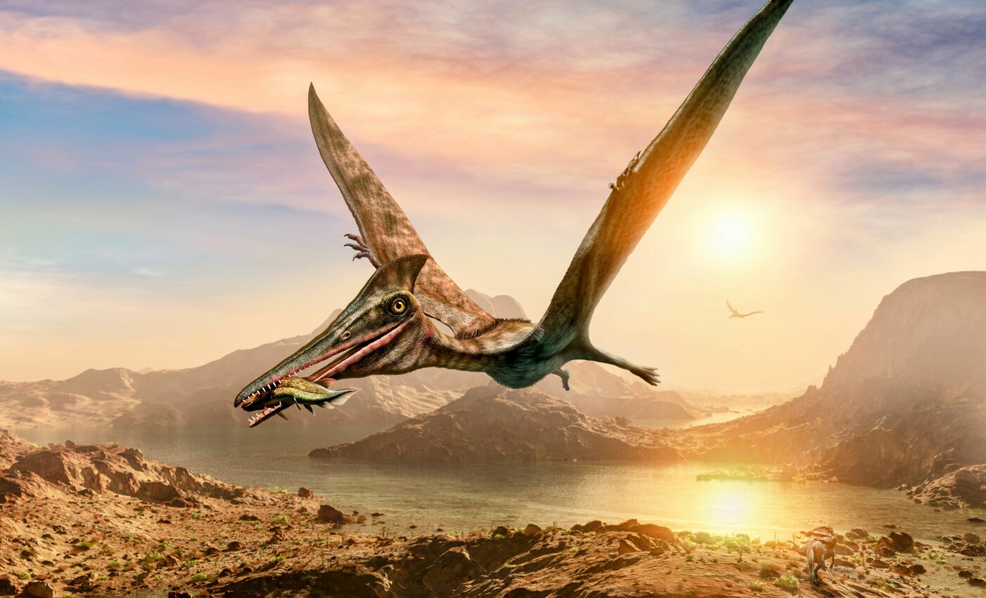 Mystery solved: Pterosaurs had colorful feathers