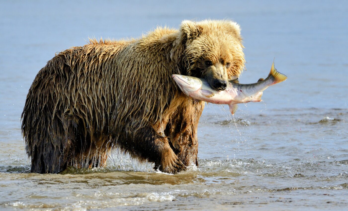 Food cravings linked to microbial activity in the gut
