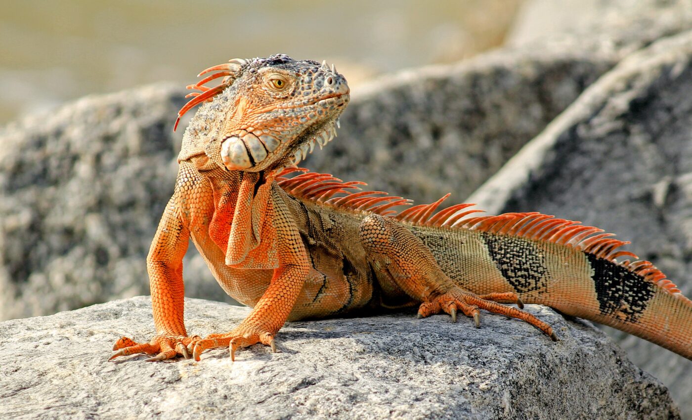 Excess sugar is toxic to rock iguanas on remote islands