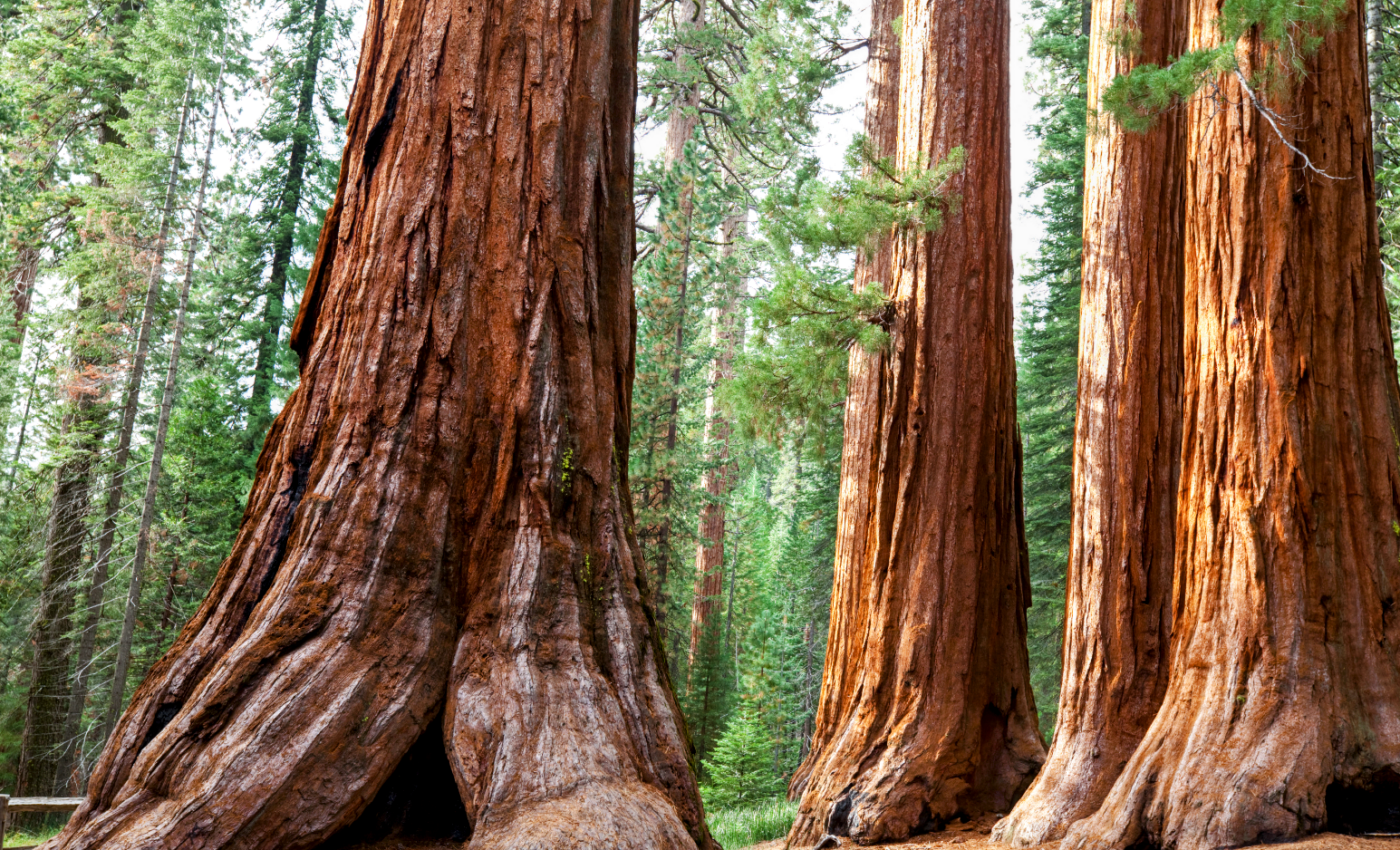 President Biden moves to strengthen forests, boost wildfire resilience