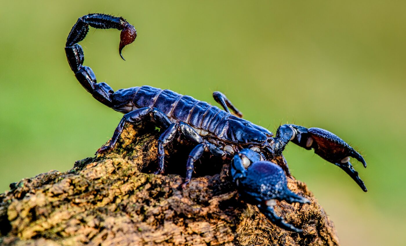 Indiana Jones was right, small scorpions are more deadly