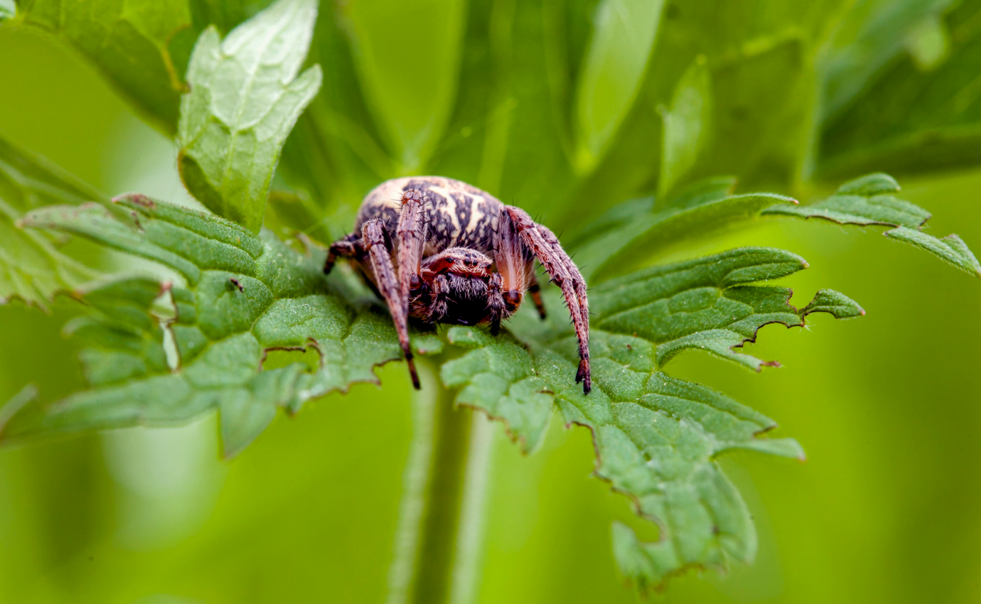 Male spiders catapult away from sex partners to avoid being eaten