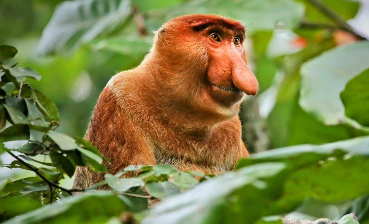 Proboscis monkeys are stressed out by tourist boats