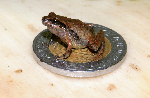 Fascinating frogs found in Mexico are the size of a thumbnail