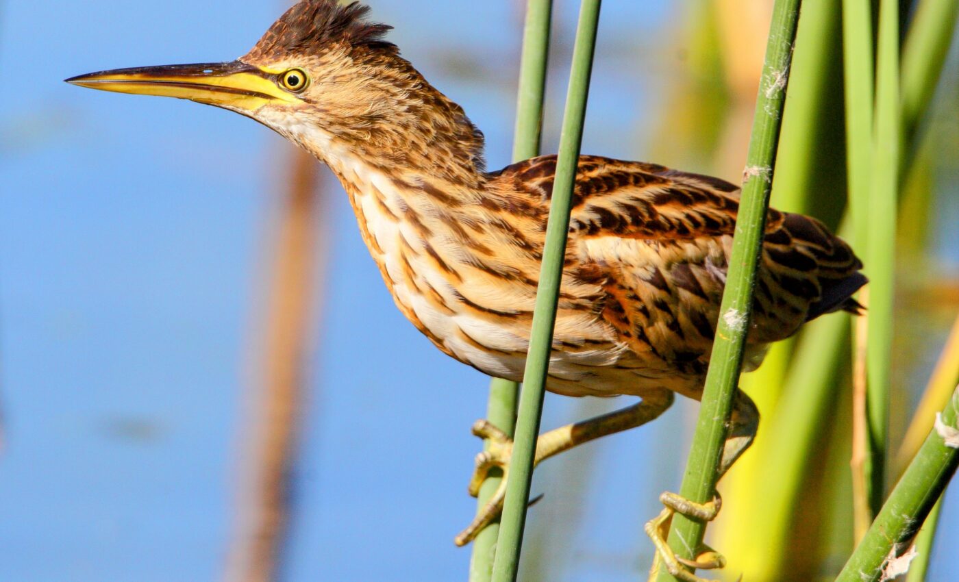 “Ecological refugees” are welcomed by wildlife watchers