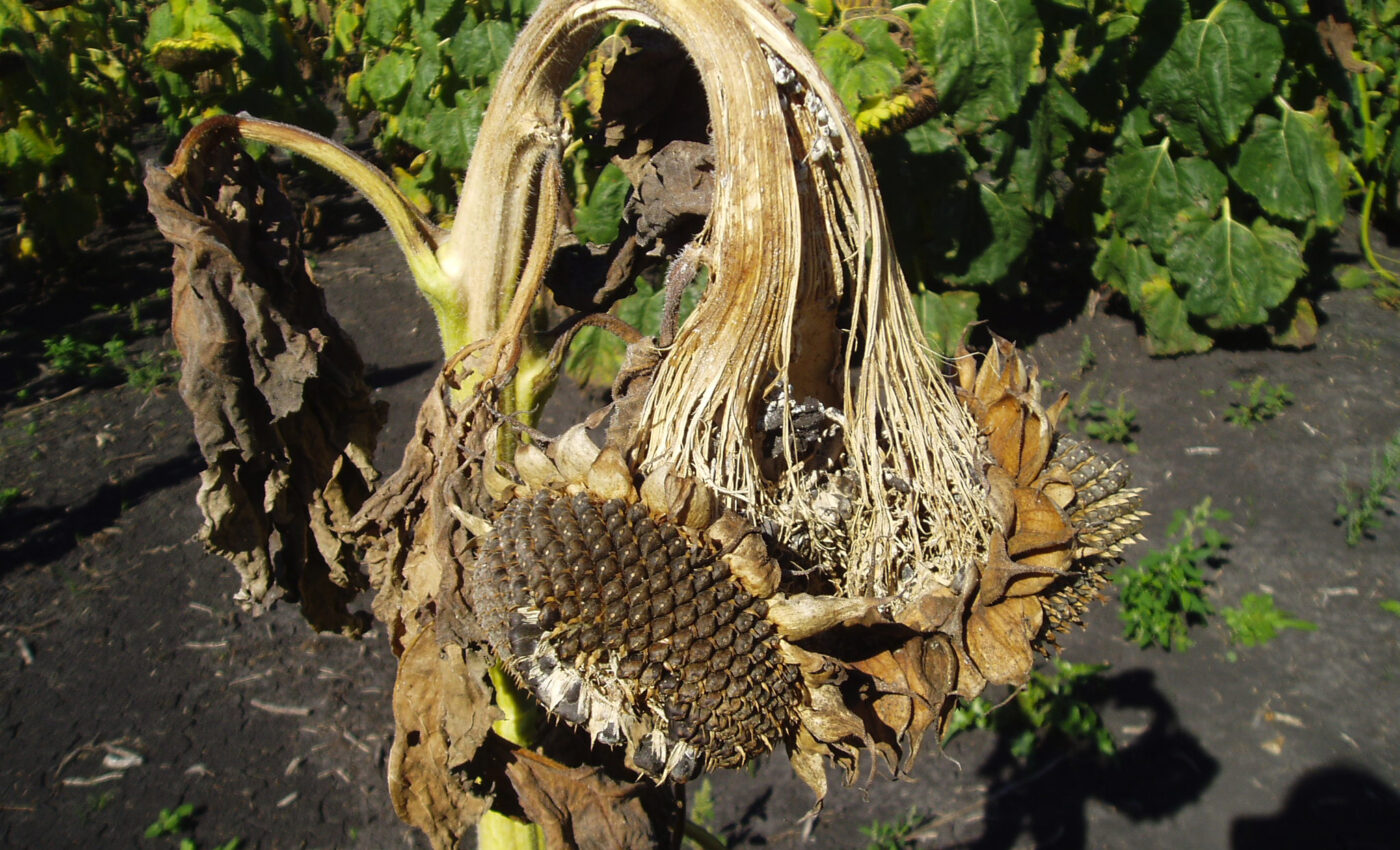 How the white mold fungus evades plant defenses