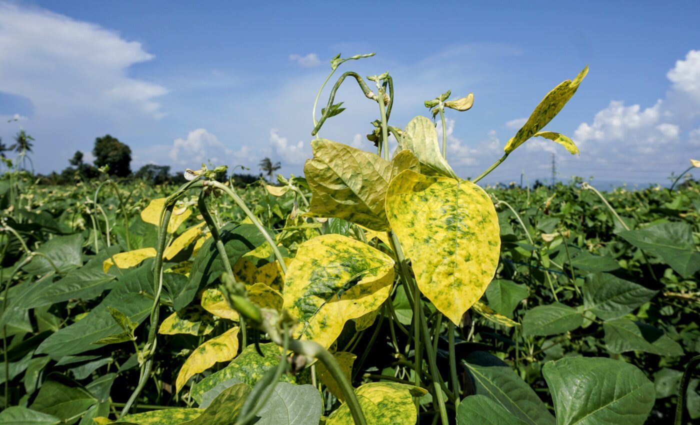 A plant virus could help cure cancer