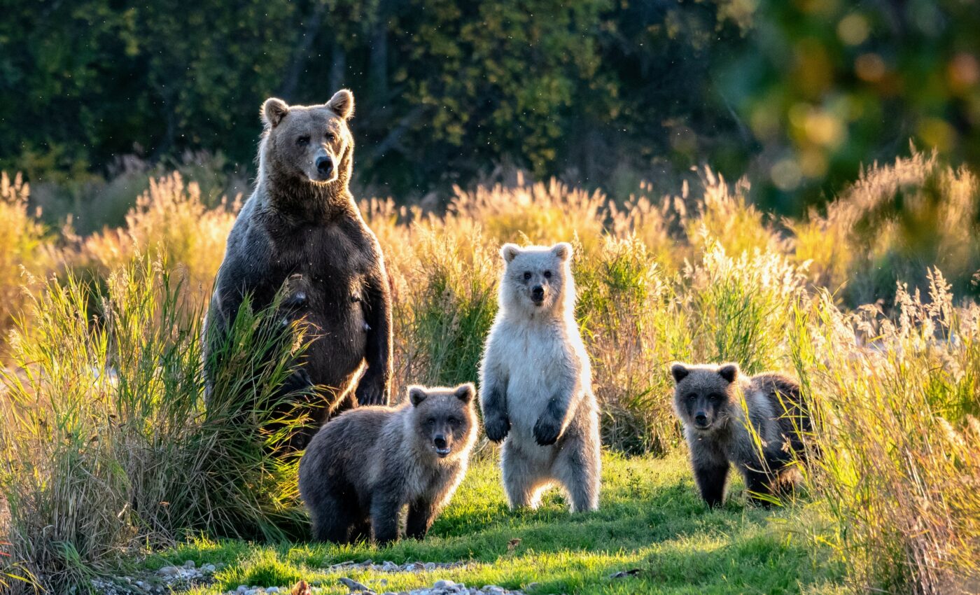 Climate change impacts biodiversity in protected areas worldwide