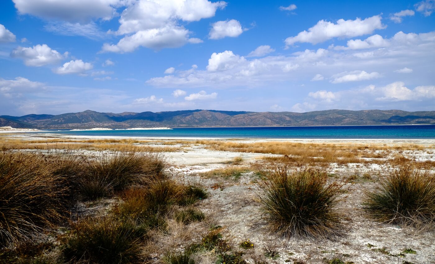 Some plants thrive under environmental stress